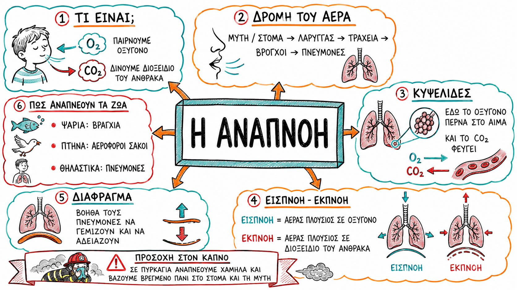 08.01 Η αναπνοή