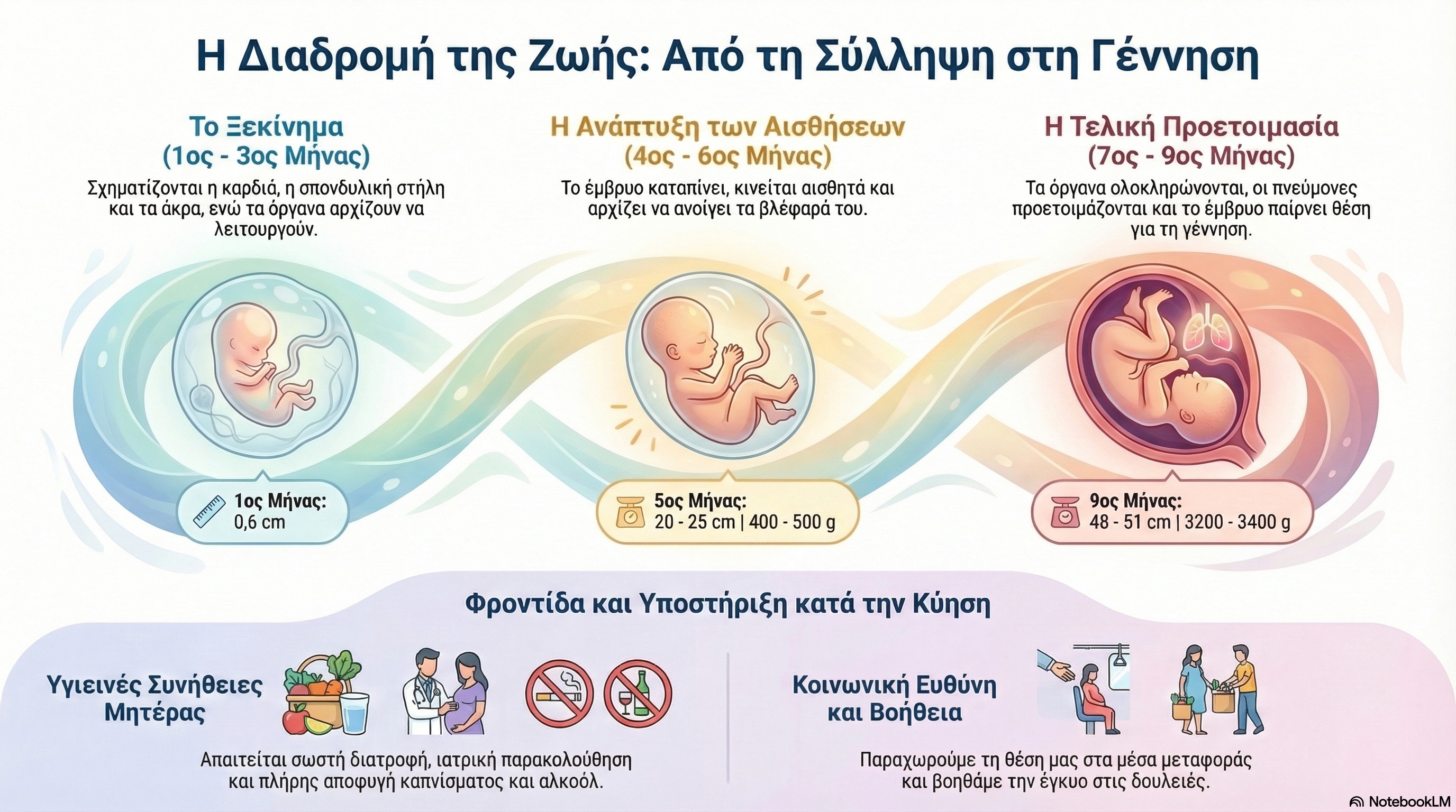 11.02 Η ανάπτυξη του εμβρύου