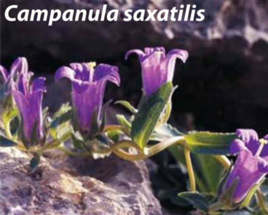 endimika fyta
