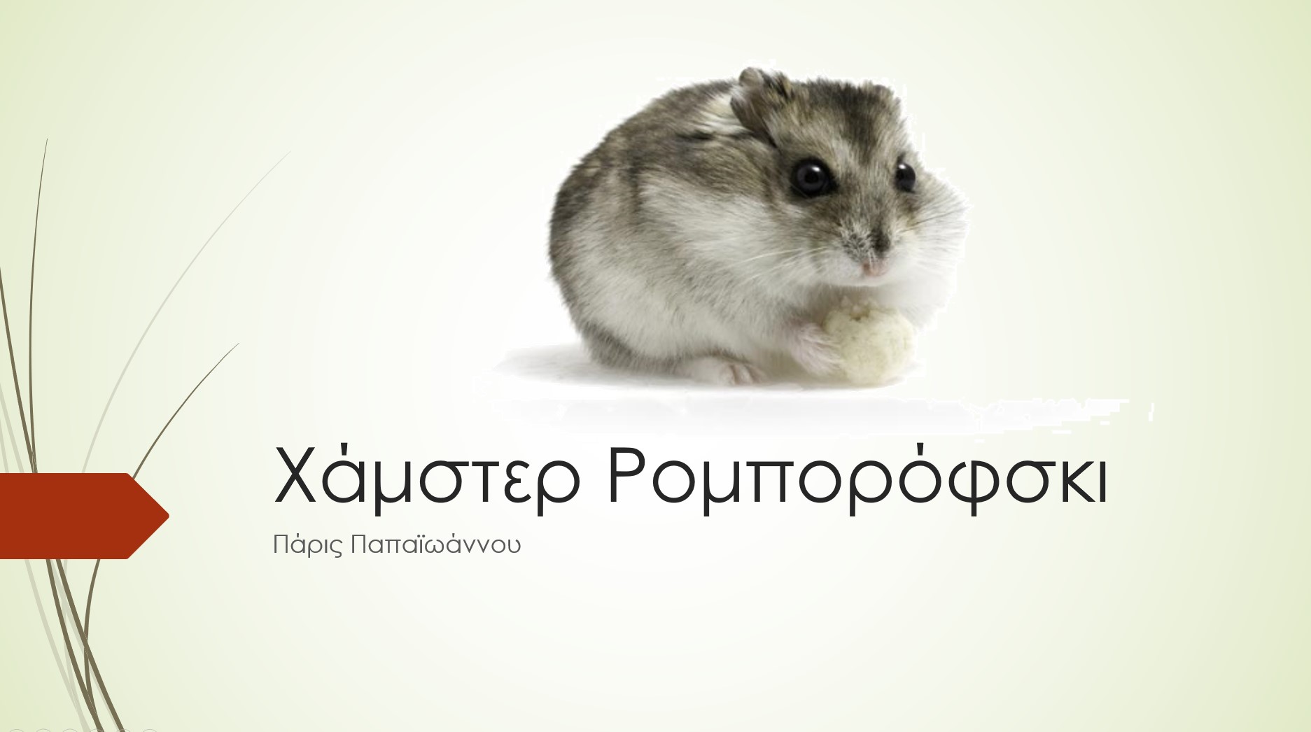 hamster roborovski