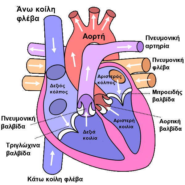 Diagram of the human heart (cropped) el.svg